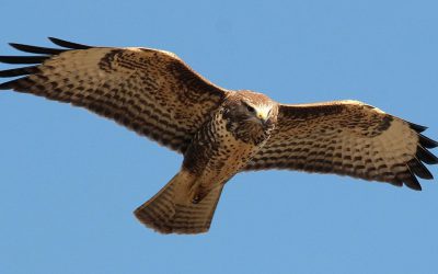 Roofvogels boven De Bovenlanden