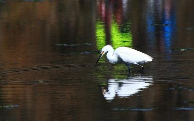 Grote zilverreiger