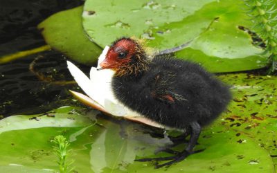 Lente maakt plaats voor zomer