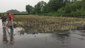 Groene AS fase 1 Project 3 H 1721 16