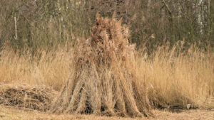 Vers gemaaid riet