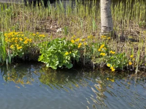 Bovenlanden Aalsmeer - Dotterbloemen tellen