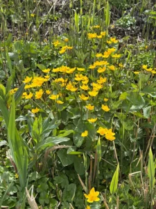 Bovenlanden Aalsmeer - Dotterbloemen tellen