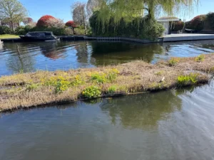 Bovenlanden Aalsmeer - Dotterbloemen tellen