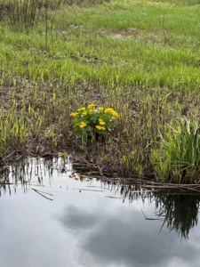 Bovenlanden Aalsmeer - Dotterbloemen tellen