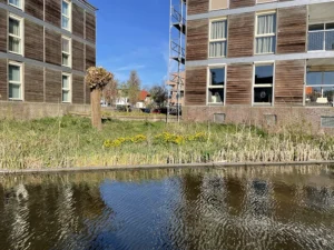 Bovenlanden Aalsmeer - Dotterbloemen tellen