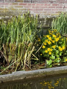 Bovenlanden Aalsmeer - Dotterbloemen tellen